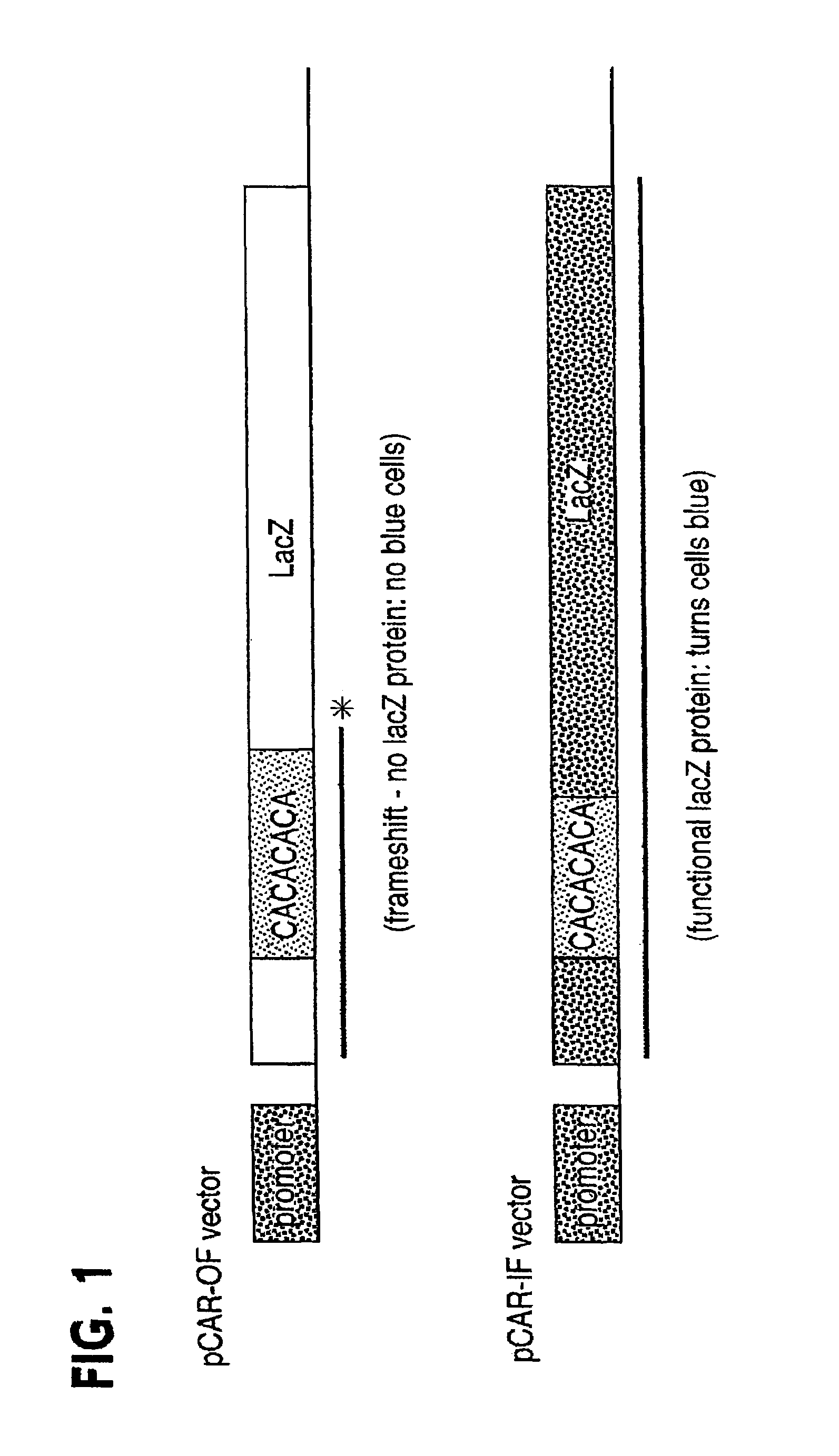 Method for generating hypermutable organisms