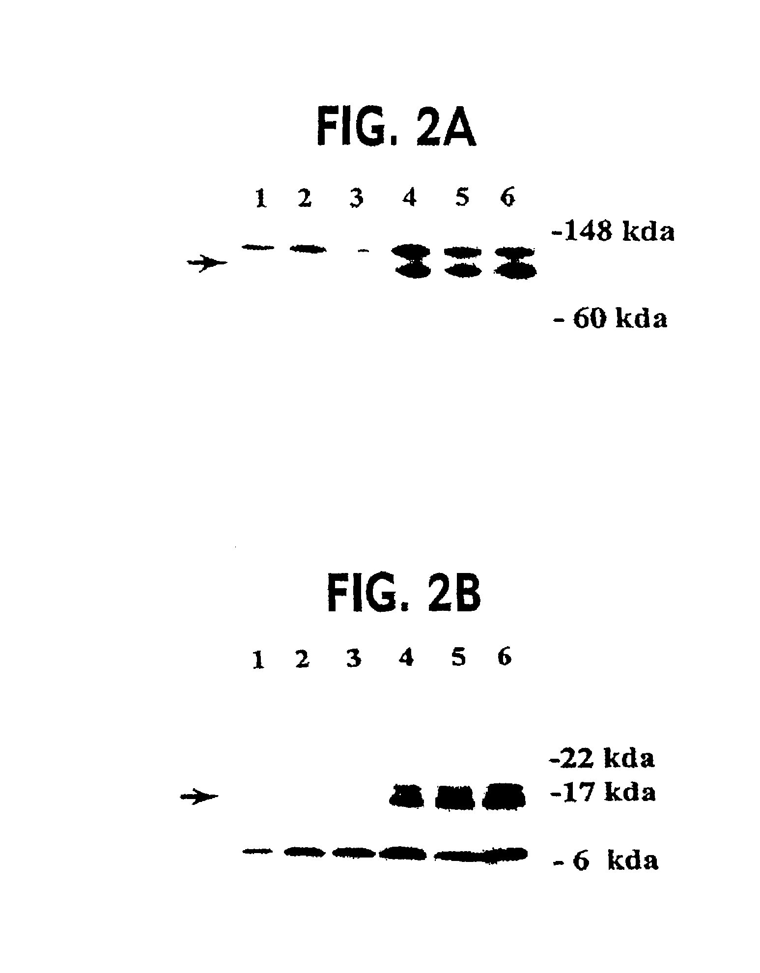 Method for generating hypermutable organisms