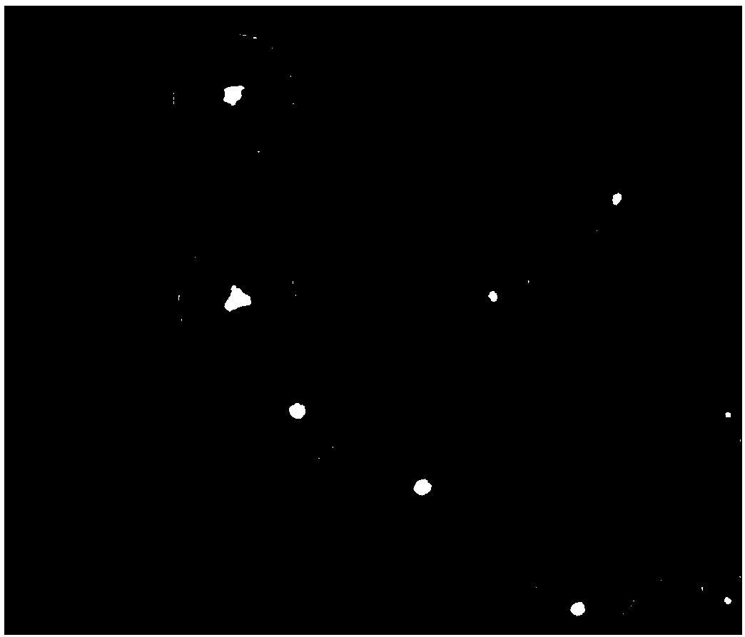 Porous calcium phosphate/natural polymer composite scaffold, preparation method and application thereof