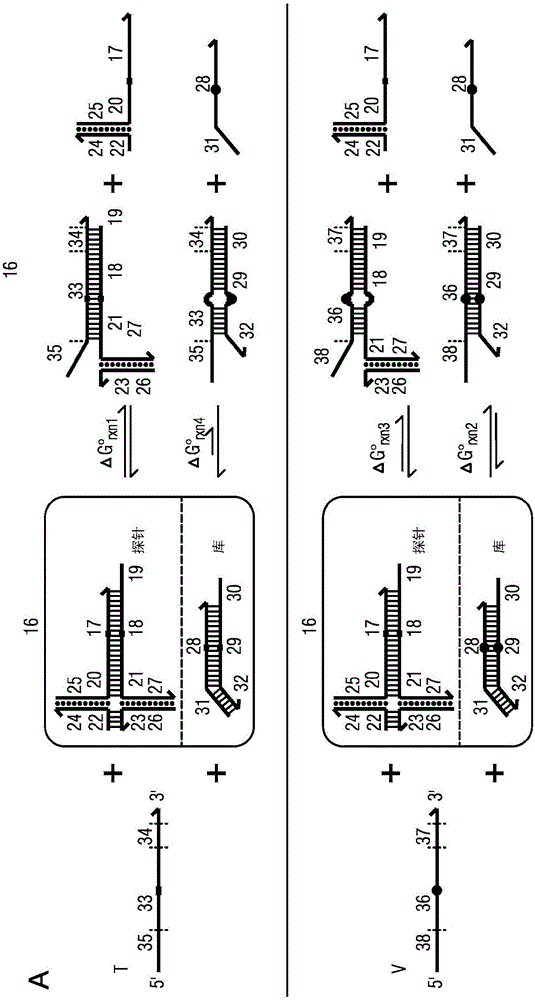 Competitive compositions of nucleic acid molecules for enrichment of rare-allele-bearing species