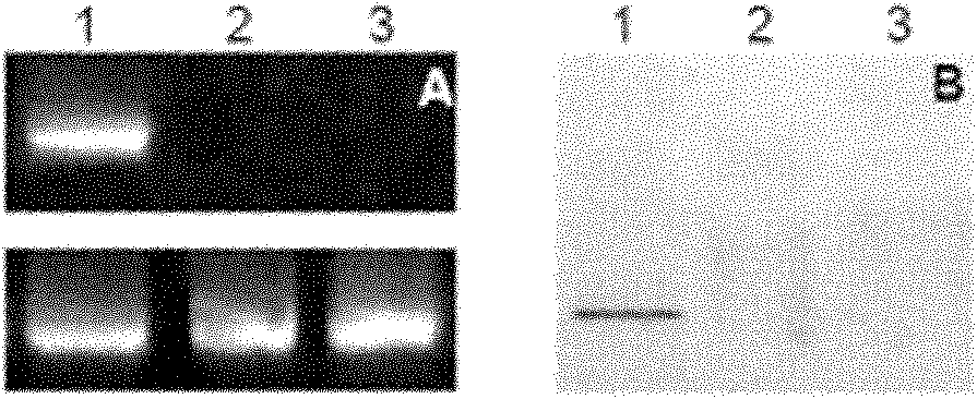 Preparation method of alginate microparticles capable of inducing tumor immune response