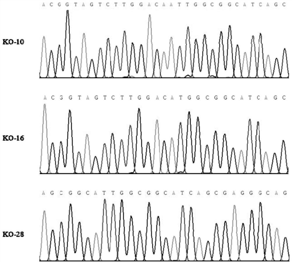 Rice bacterial blight resistance-related protein osbbr1 and its coding gene and application