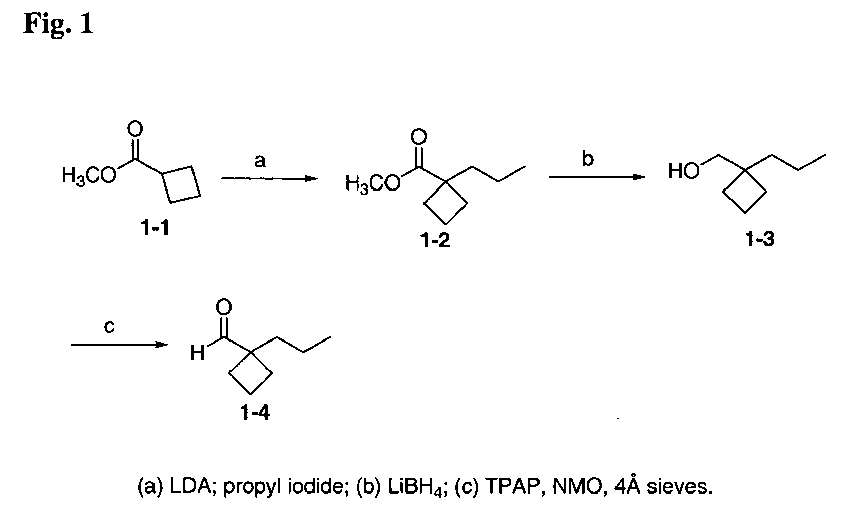 12-Aryl prostaglandin analogs