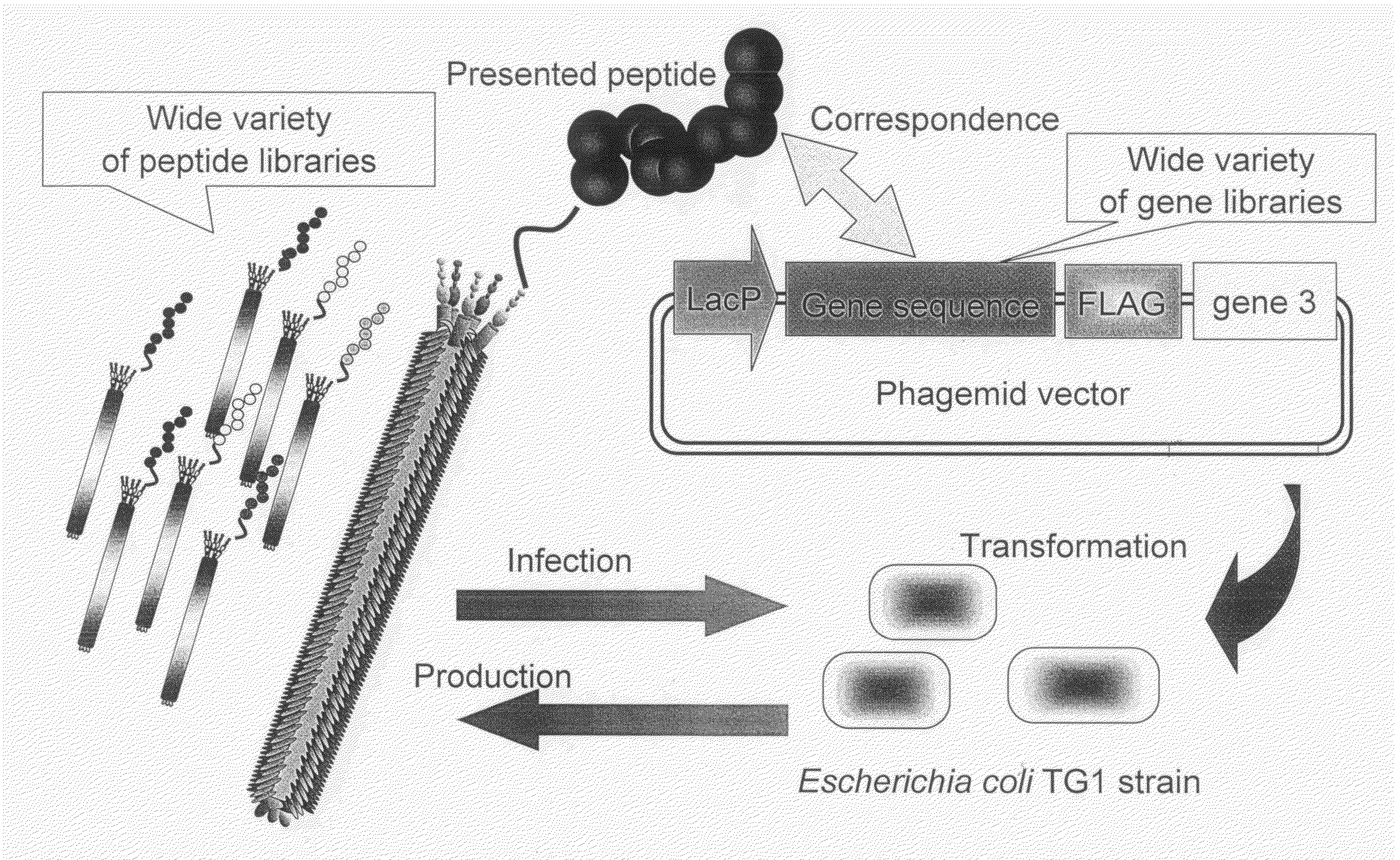 Cell permeable peptide