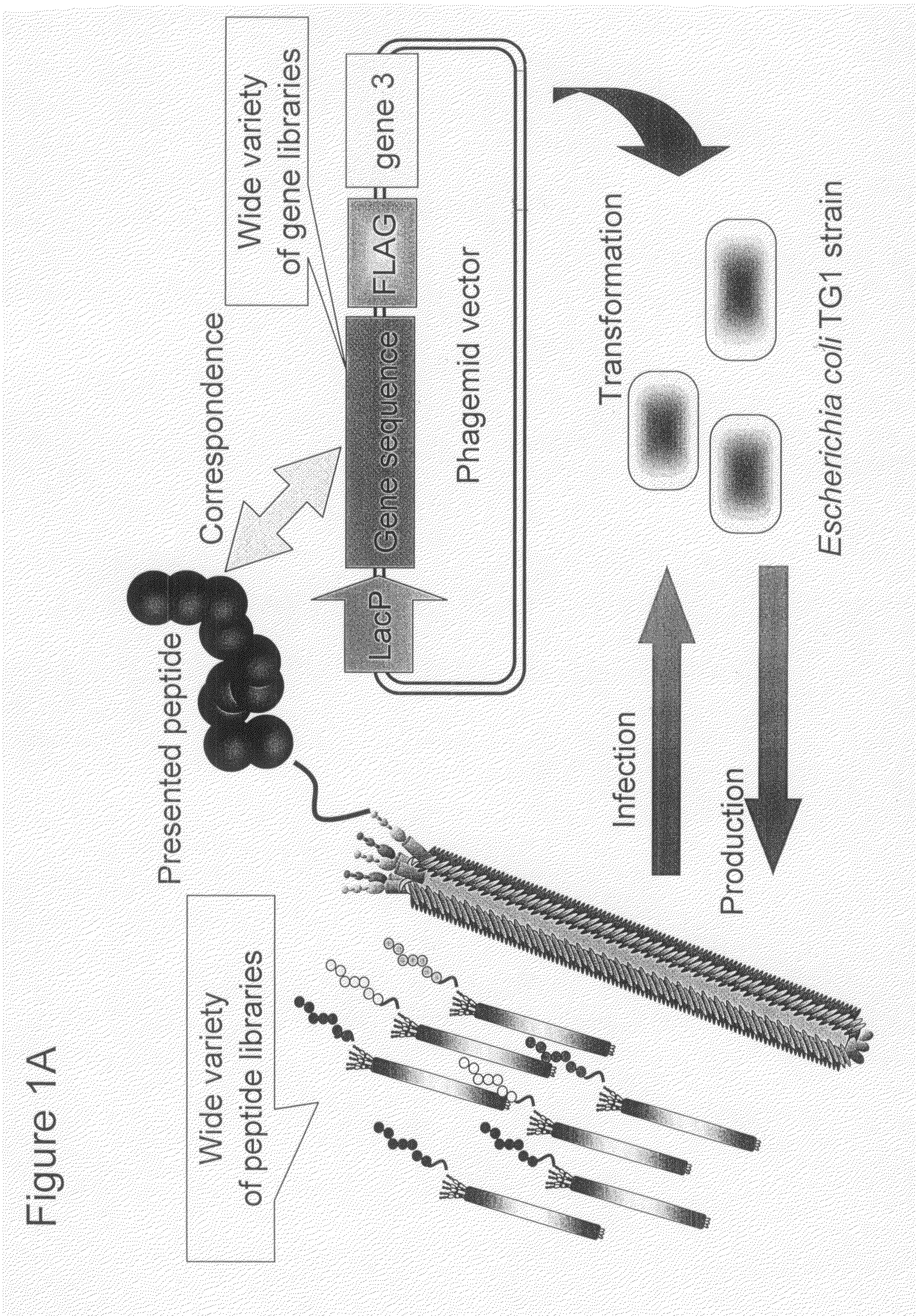 Cell permeable peptide