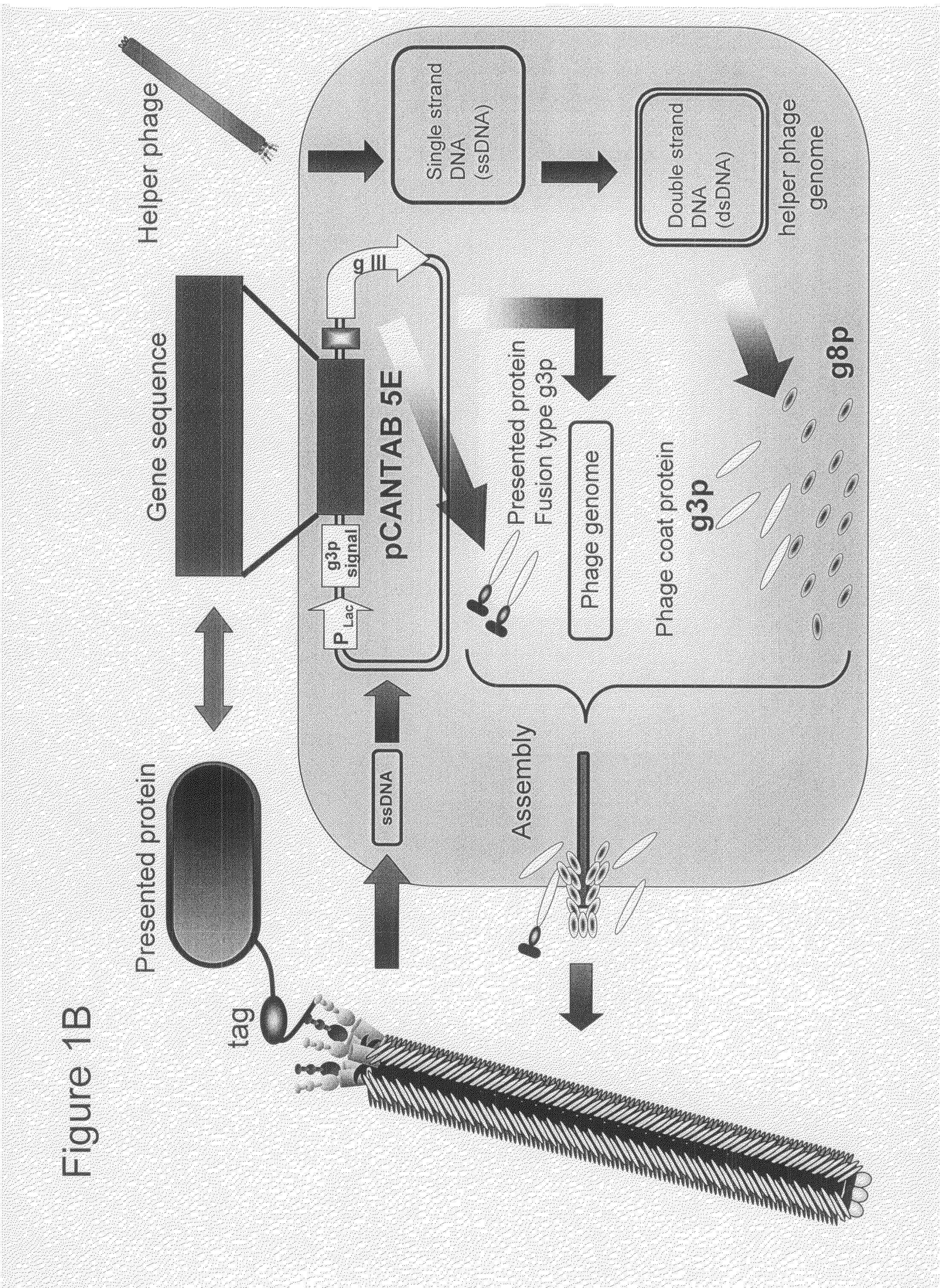 Cell permeable peptide