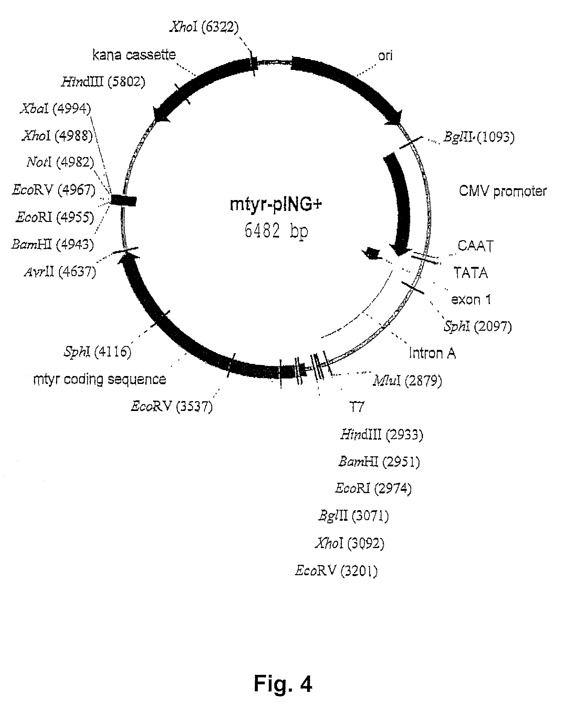 Compositions for treatment of melanoma and method of using same