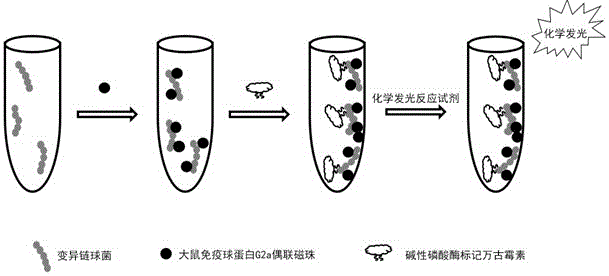 Chemiluminiscence detection kit of streptococcus mutans and application method of chemiluminiscence detection kit