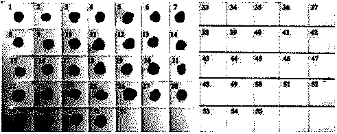 Highly specific gene fragment of Enterobacter sakazakii and its application