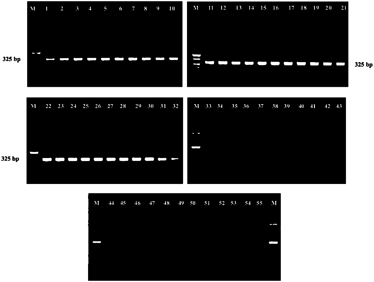 Highly specific gene fragment of Enterobacter sakazakii and its application