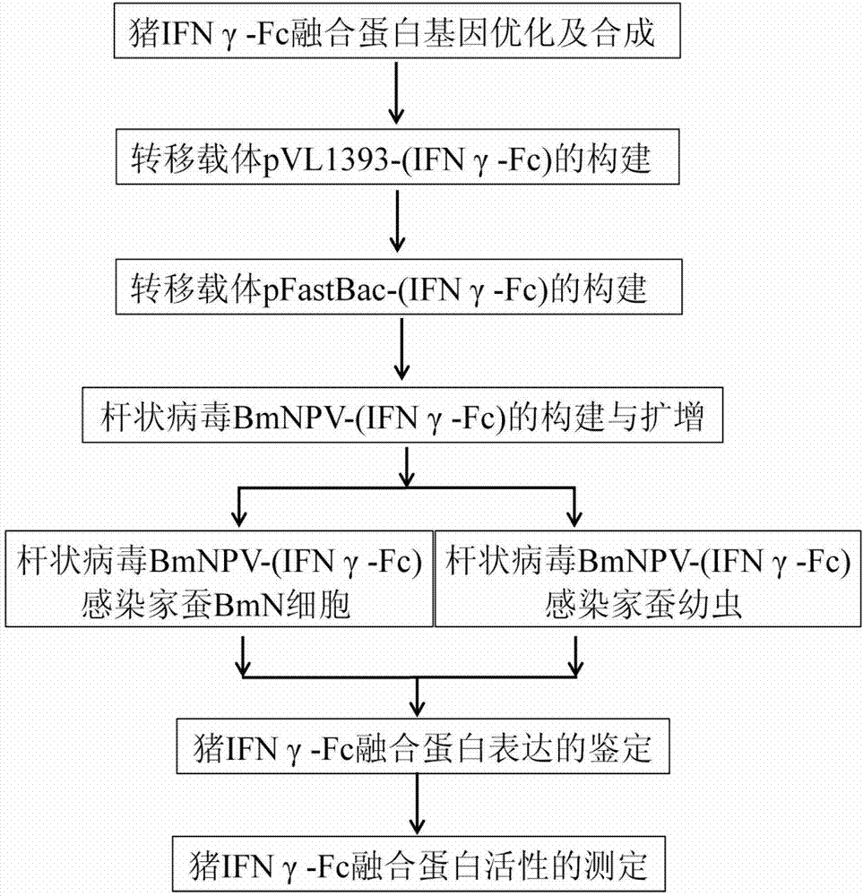 Pig IFN (interferon) gamma-Fc fusion protein as well as coding gene and expression method of pig IFN (interferon) gamma-Fc fusion protein