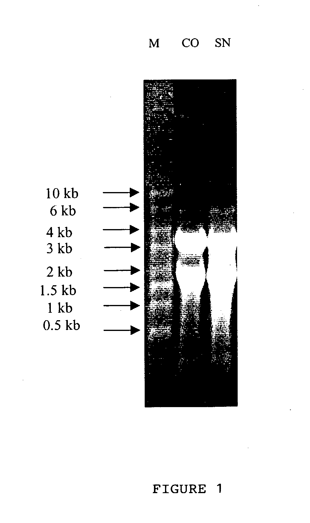 Novel DNA sequences in plant Caragana jubata with freeze tolerance and a method thereof