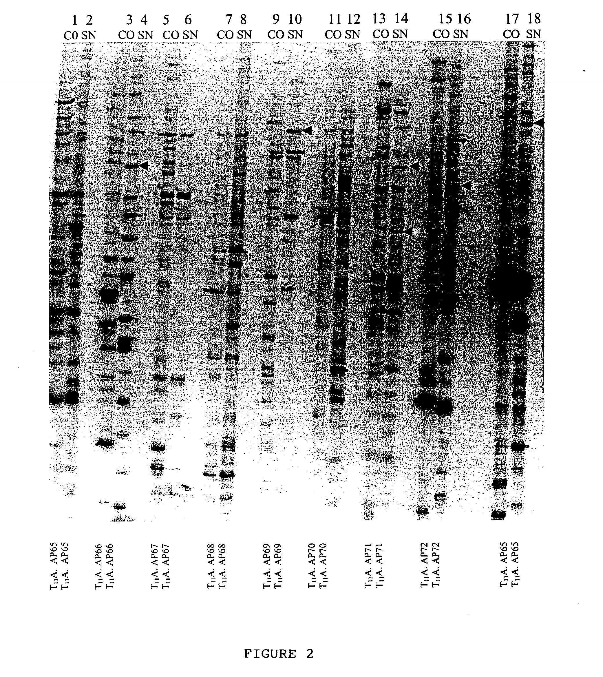 Novel DNA sequences in plant Caragana jubata with freeze tolerance and a method thereof