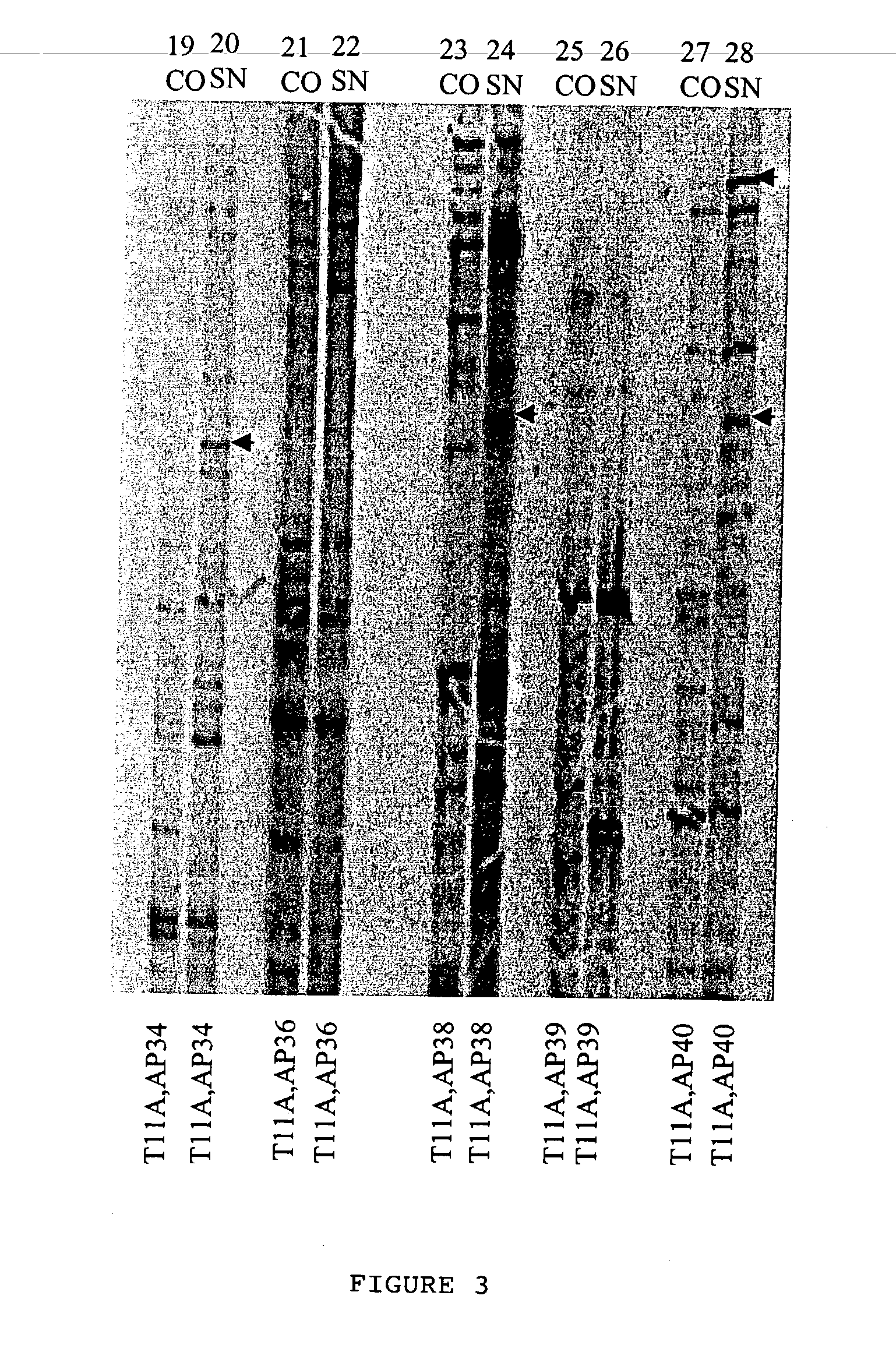 Novel DNA sequences in plant Caragana jubata with freeze tolerance and a method thereof