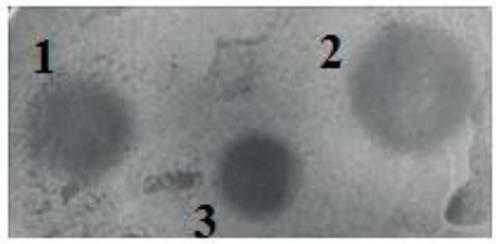 Visualized antimicrobial peptide fusion protein, preparation method thereof and application thereof