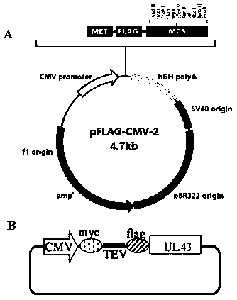 Application of ul43 protein in the preparation of drugs for preventing and treating mitochondrial dysfunction