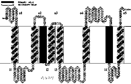 Application of ul43 protein in the preparation of drugs for preventing and treating mitochondrial dysfunction