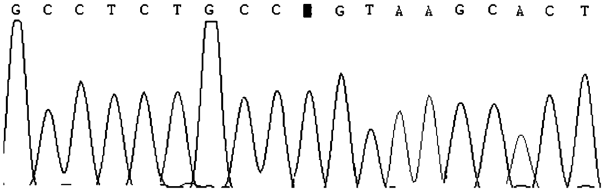 Primers and kits for detecting human apoc3 gene mutation