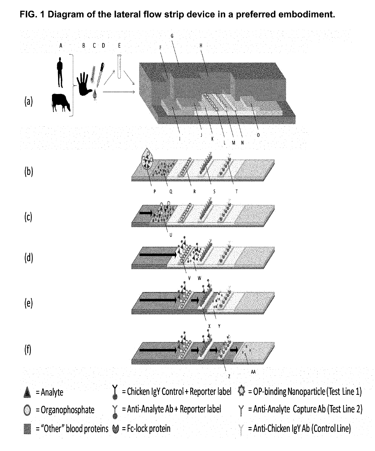 Detection of the degree of exposure to chemical warfare nerve agents and organophosphate pesticides with lateral flow assays