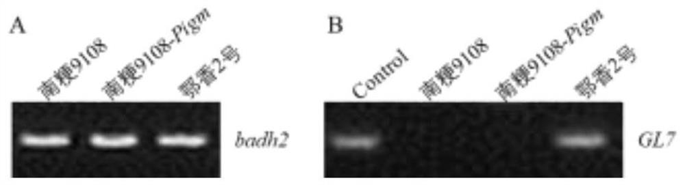 A method for creating a low-chalkiness and high-blast-resistant fragrant soft rice germplasm