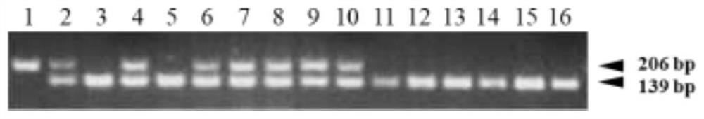 A method for creating a low-chalkiness and high-blast-resistant fragrant soft rice germplasm