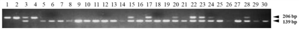 A method for creating a low-chalkiness and high-blast-resistant fragrant soft rice germplasm