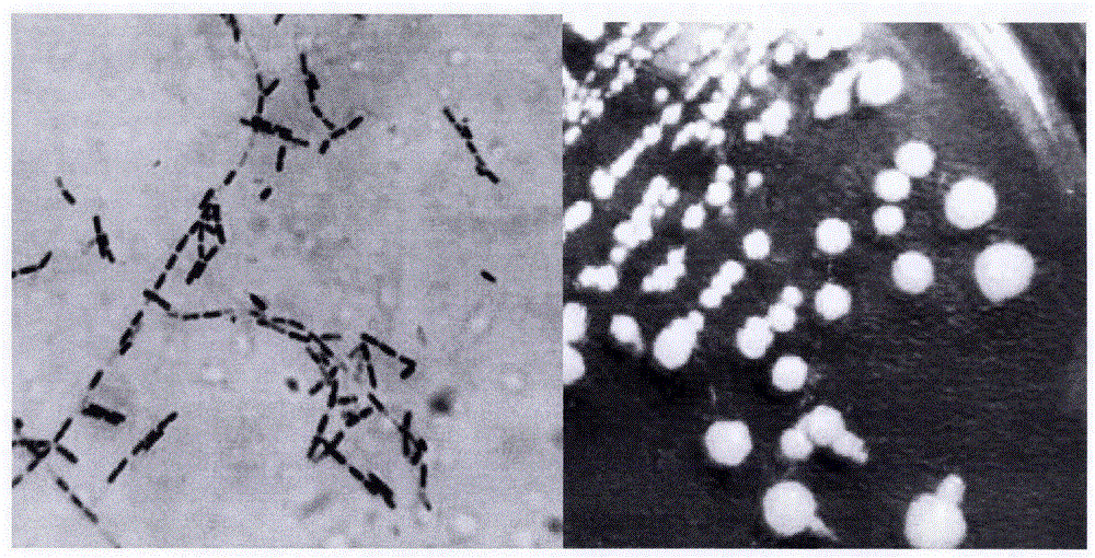 Fenghuang Dancong tea plant endogenous antergic Bacillus sp. ZF04 and its use in biocontrol