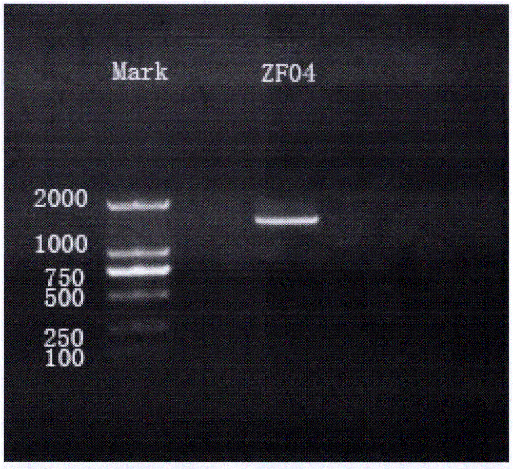 Fenghuang Dancong tea plant endogenous antergic Bacillus sp. ZF04 and its use in biocontrol