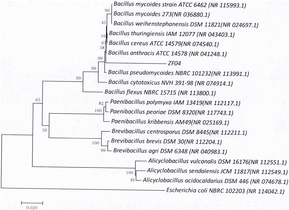 Fenghuang Dancong tea plant endogenous antergic Bacillus sp. ZF04 and its use in biocontrol