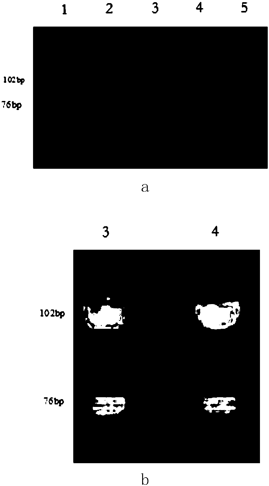 Novel visualization quantitative detection method for dual heavy metal ions