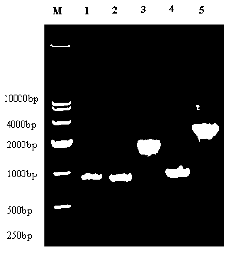 Cattle Brucella recombination strain S19-delta bp 26-BL and preparation method and application thereof