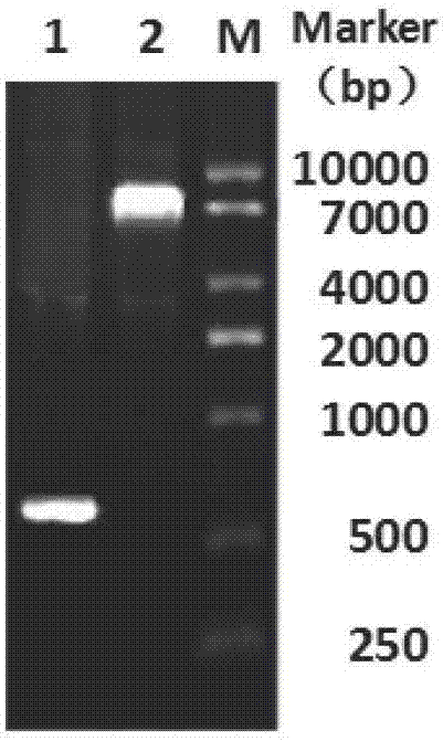 Photosensitizer compound and preparation method and application of photosensitizer compound