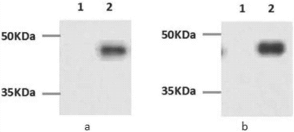 Photosensitizer compound and preparation method and application of photosensitizer compound