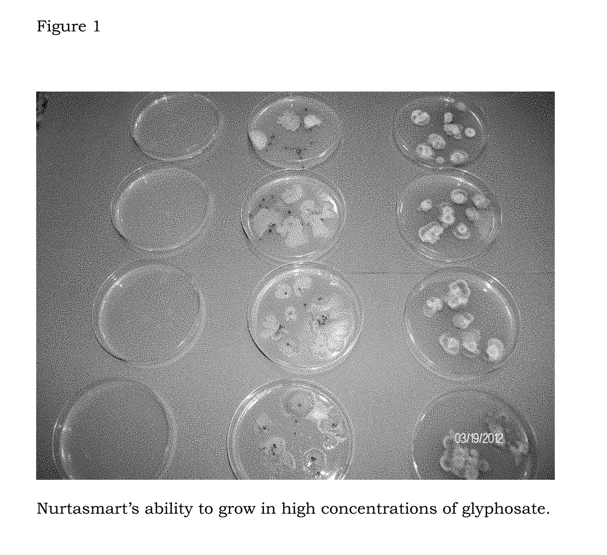 Method for amelioration of the glyphosate effect