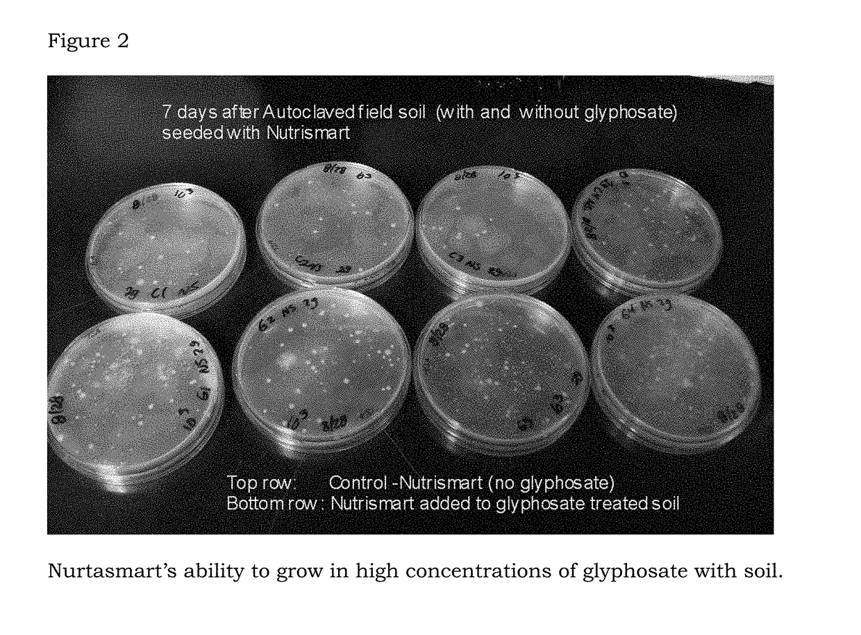 Method for amelioration of the glyphosate effect