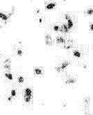 An application of E-10-hydroxy-2-decenoic acid in preparation of medicines or healthcare products for hepatic disease