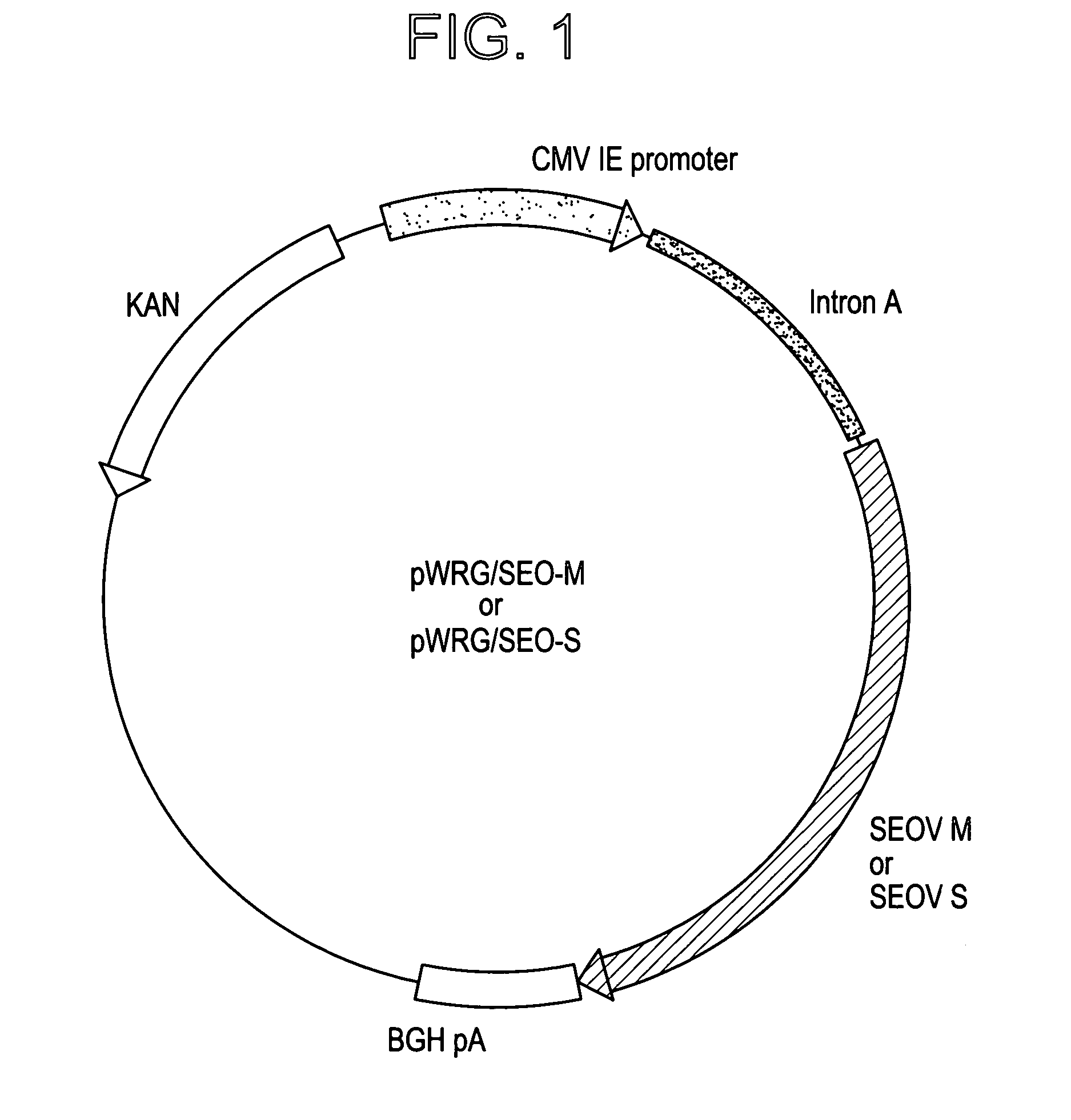 Extraneous DNA sequence that facilitates hantavirus gene expression