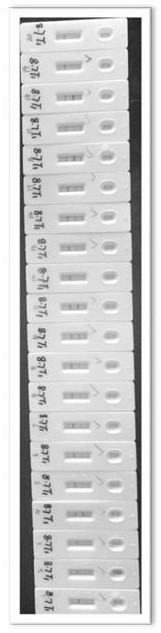 Novel severe acute respiratory syndrome coronavirus 2 N proteantigen variant and application thereof to detection of novel severe acute respiratory syndrome coronavirus 2 antibody