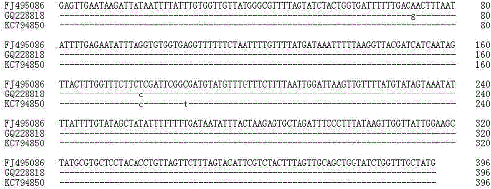 Cerebral echinococcosis marker nad5 gene, and detection method and kit of Taenia multiceps