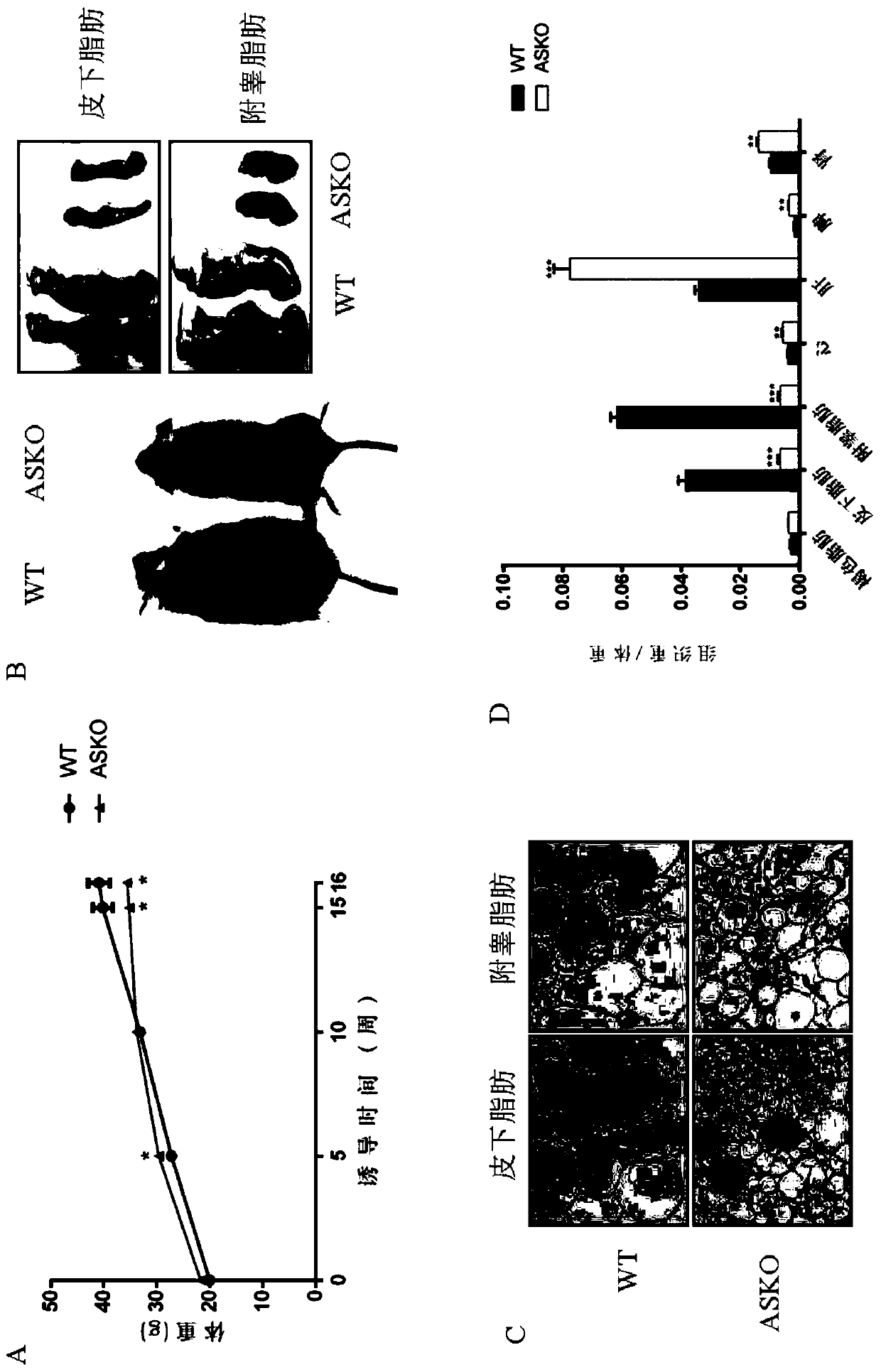 Application of ring finger protein Rnf20 gene