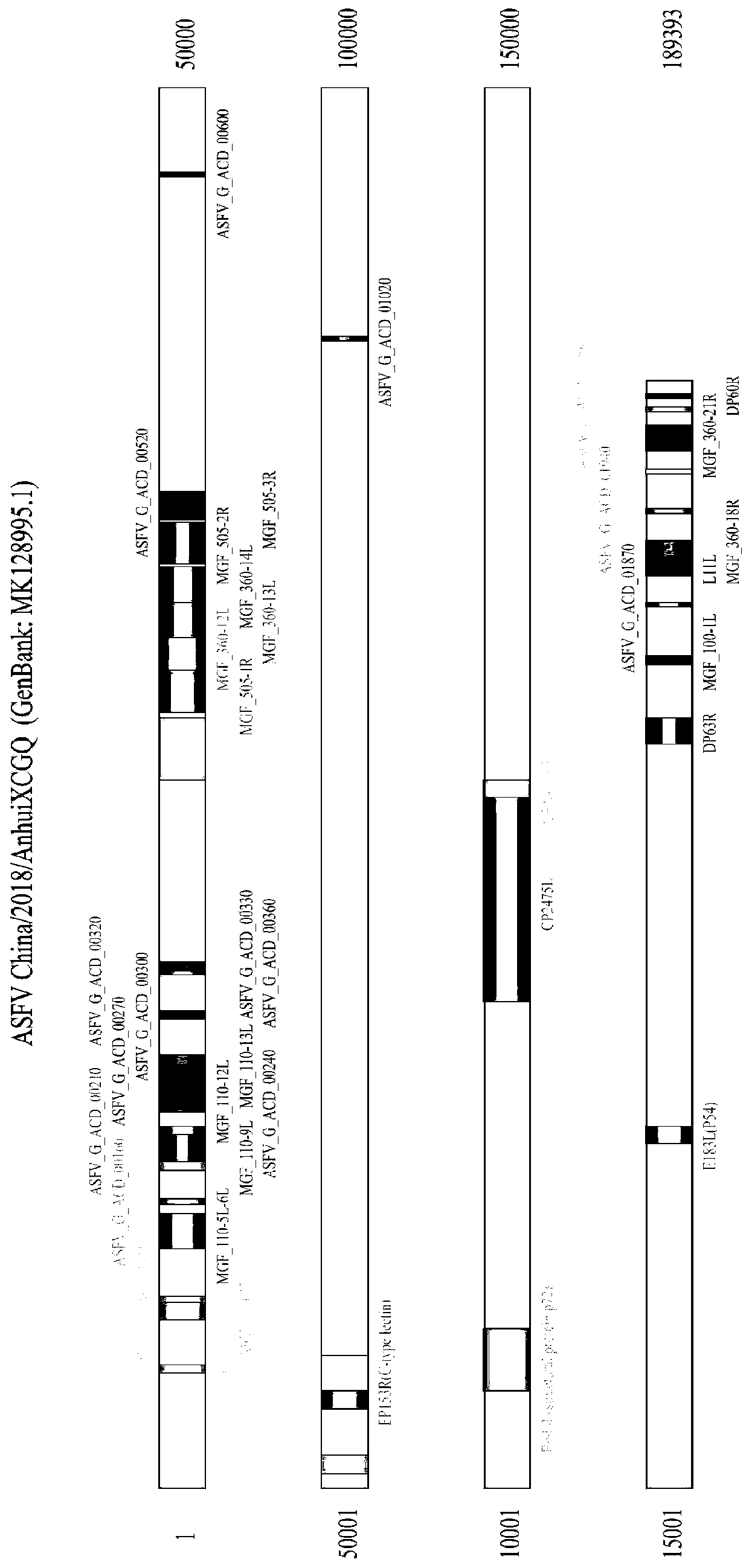 African swine fever cytotoxic T lymphocyte (CTL) epitope polypeptide and application thereof