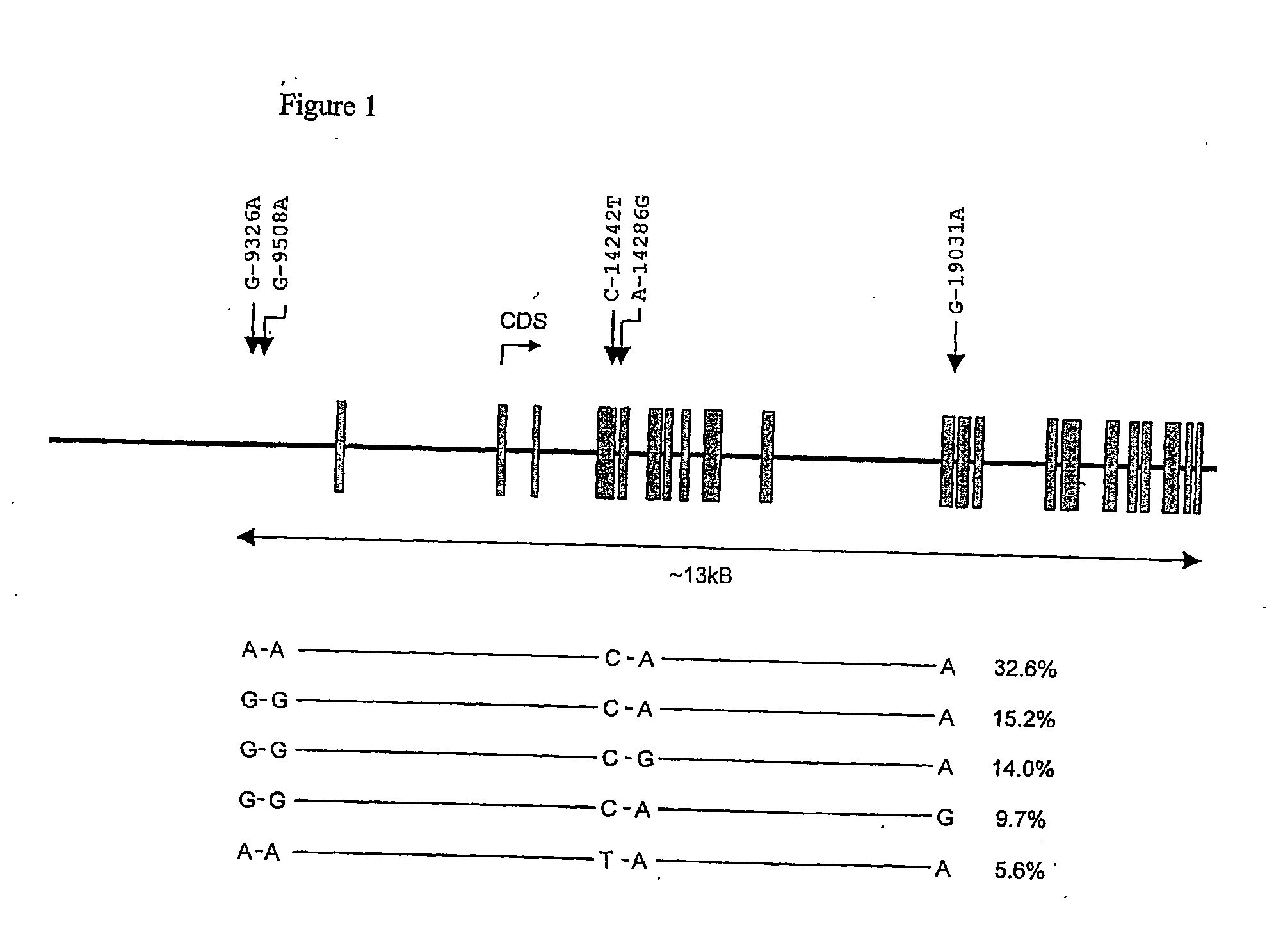 Genetic markers for bone mass