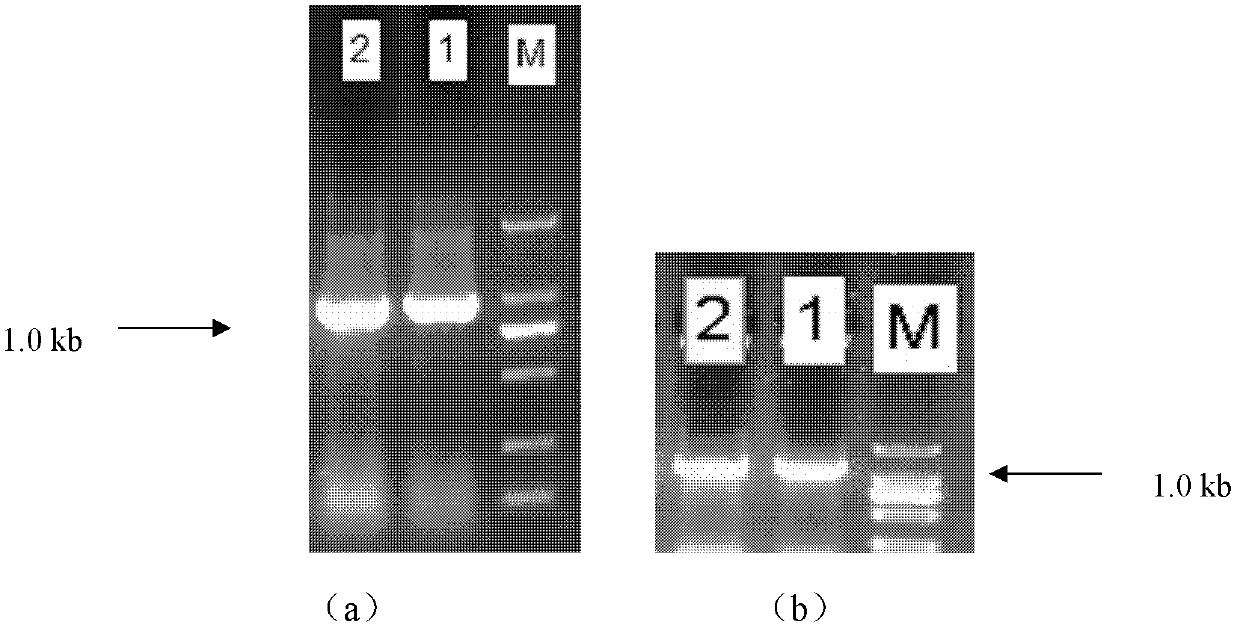 Genetically engineered strain capable of producing keratinase and application thereof