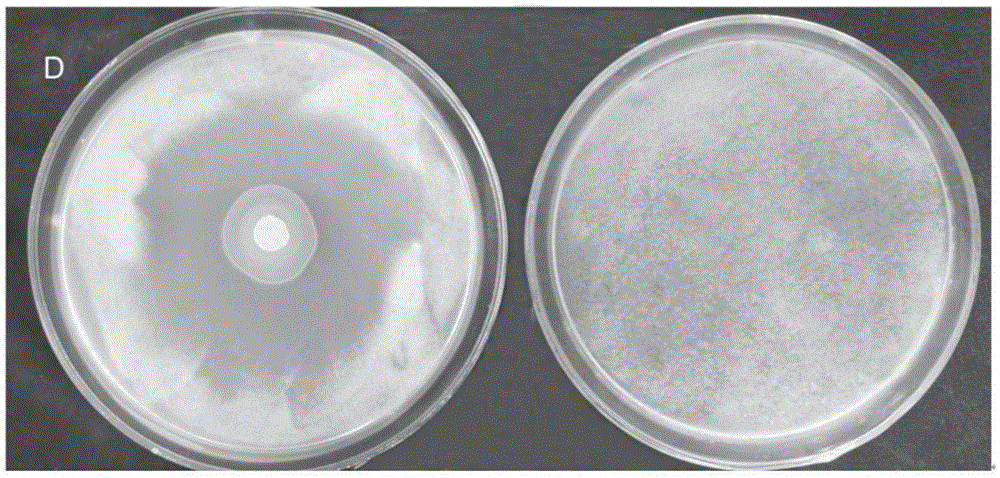 Pseudomonas aeruginosa for preventing and treating vertieillium wilt in crops and application of pseudomonas aeruginosa