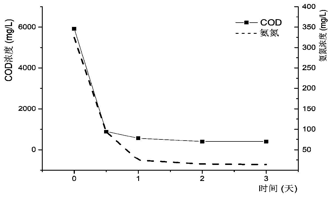 Compound bacterial agent and method for treating feces sewage of pig farm