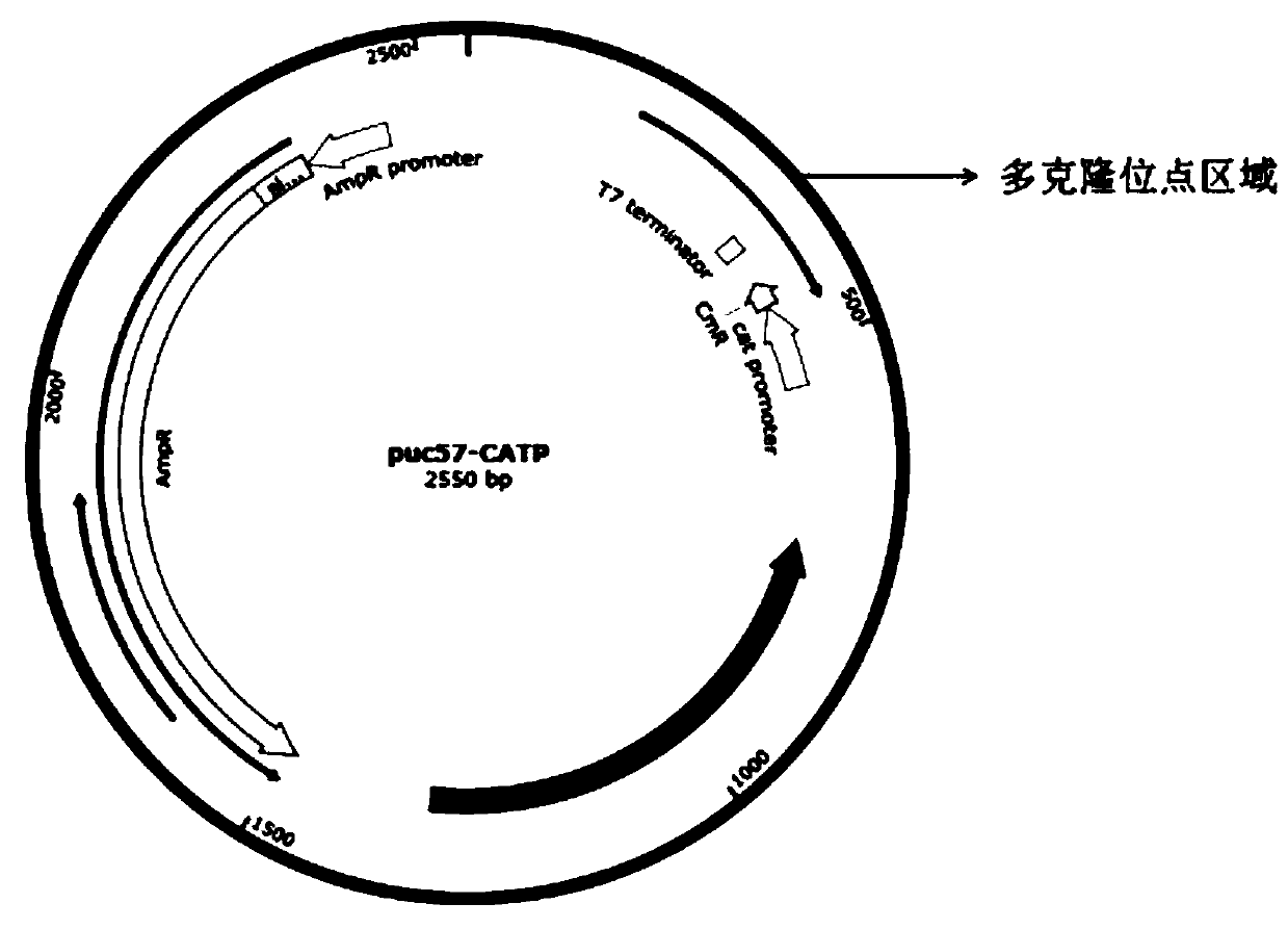 Zero-background multi-fragment gene efficient assembling method