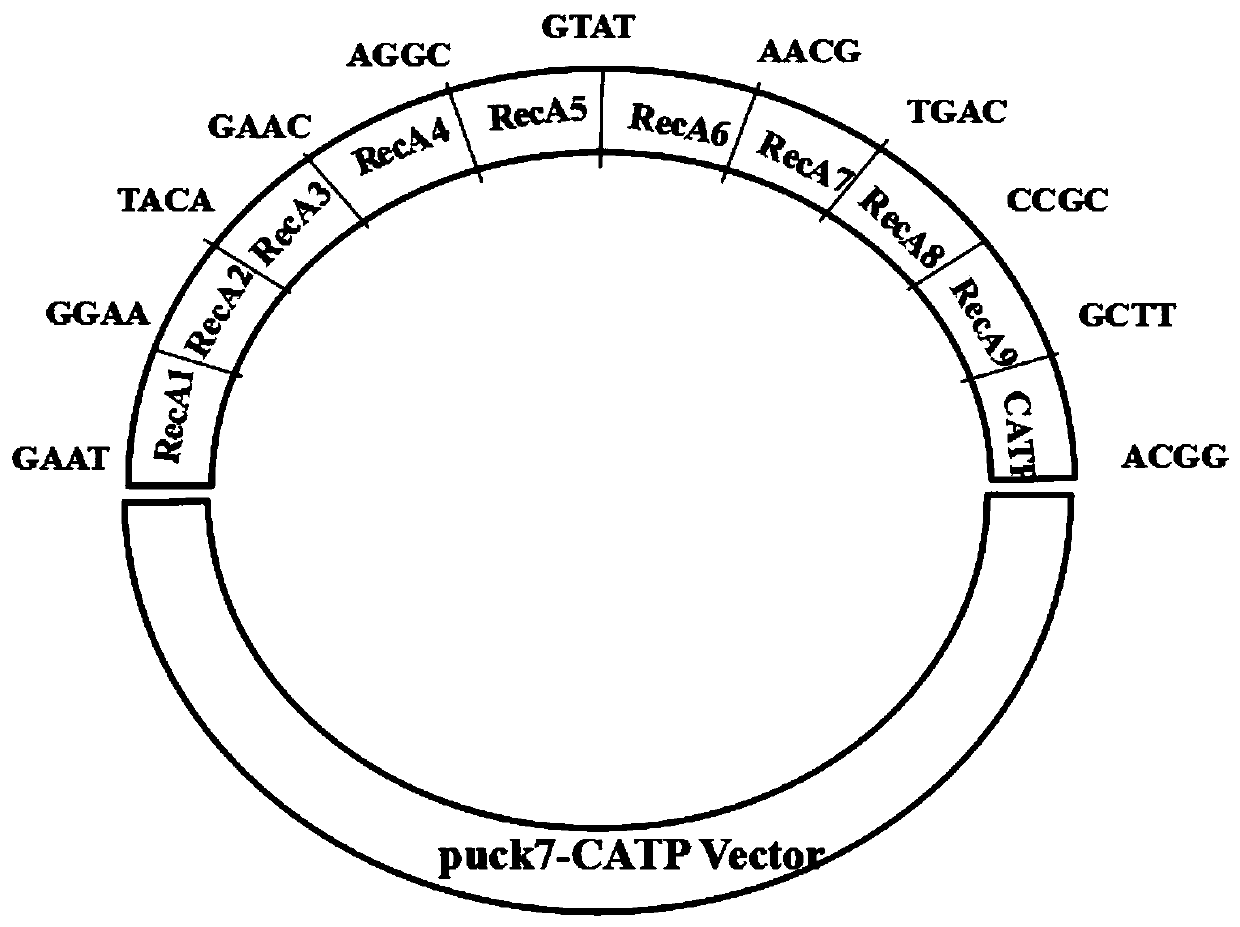 Zero-background multi-fragment gene efficient assembling method