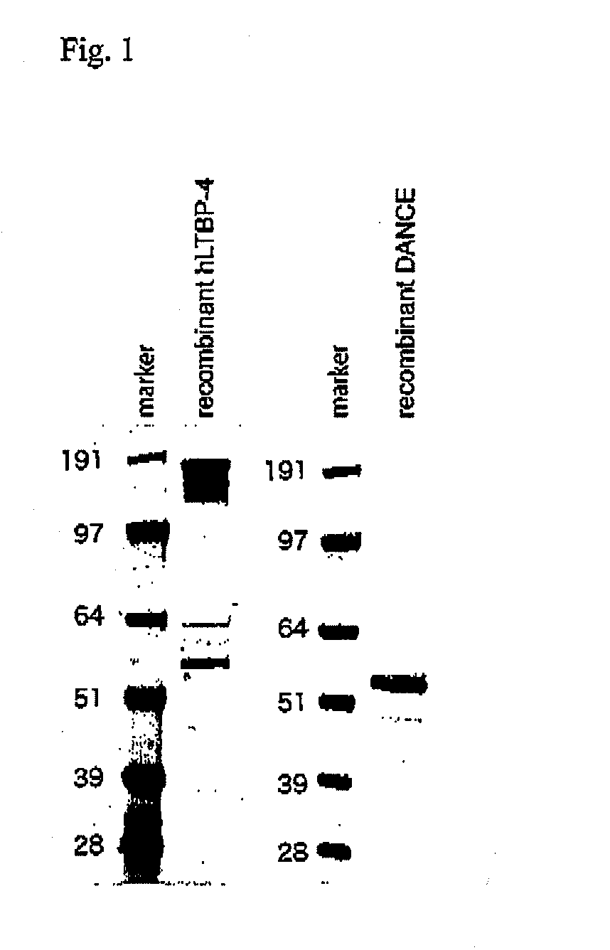 Method of regenerating  elastic fiber and screening method