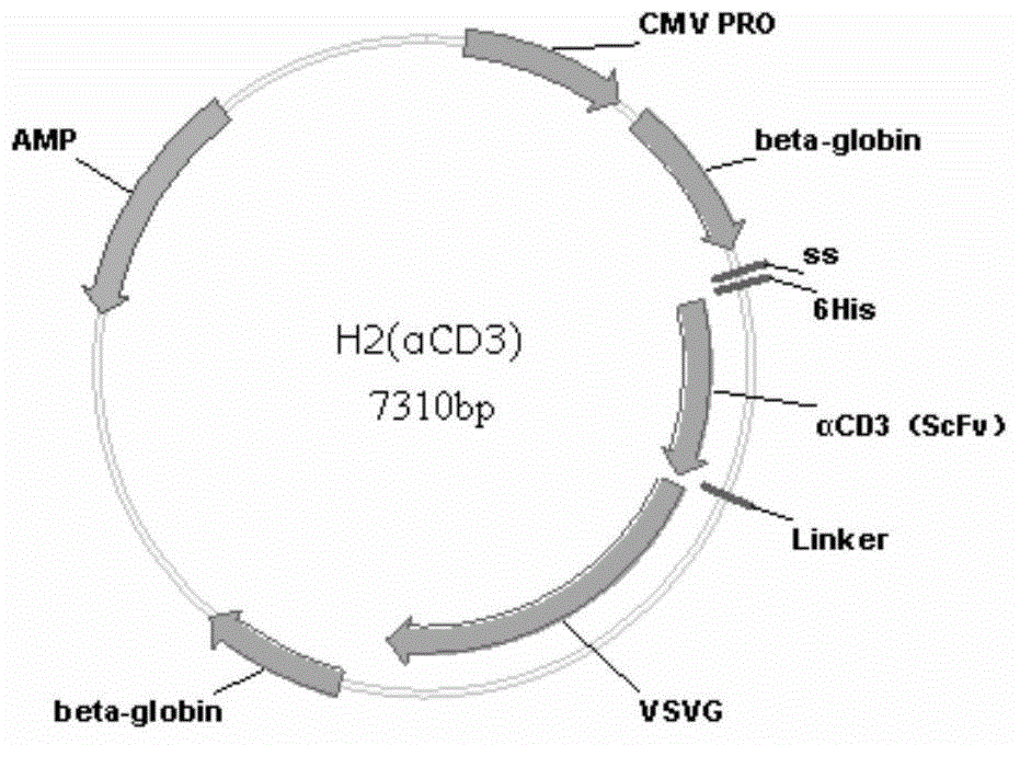 Lentivirus used for preparing CART cells and having characteristics of efficient transfection capacity and biological activity