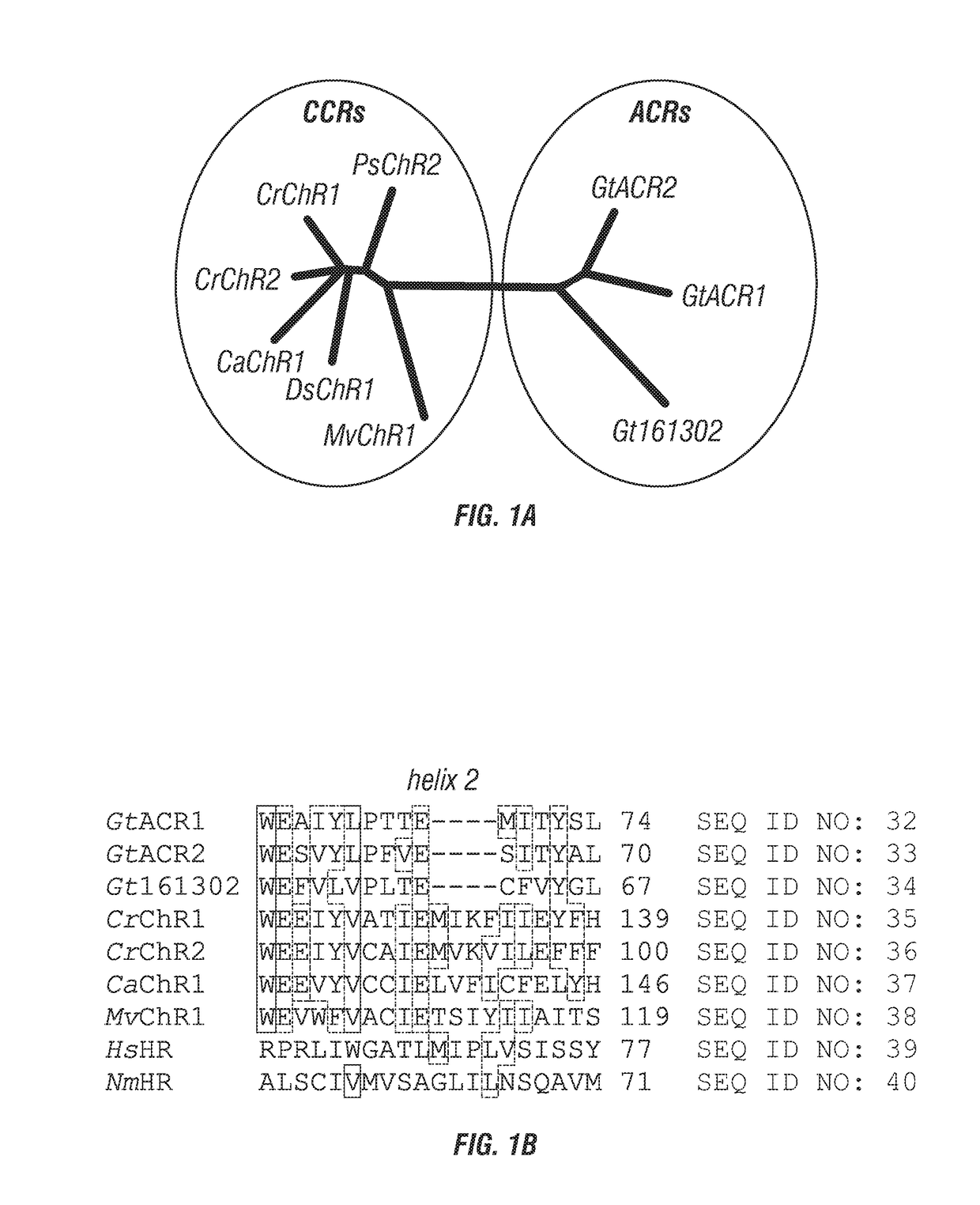 Compositions and methods for use of anion channel rhodopsins